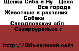 Щенки Сиба и Ну › Цена ­ 35000-85000 - Все города Животные и растения » Собаки   . Свердловская обл.,Североуральск г.